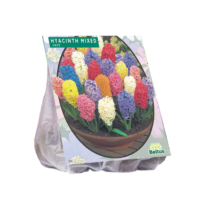 Hyacinth, Mix per 15