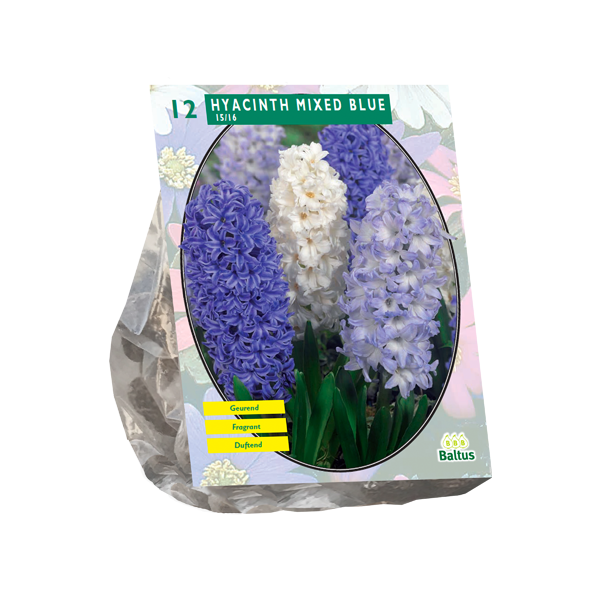 Hyacinth Mixed Blue per 12