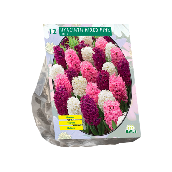 Hyacinth Mixed Pink per 12