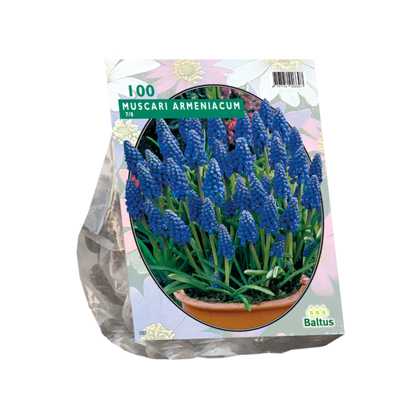 Muscari Armeniacum per 100