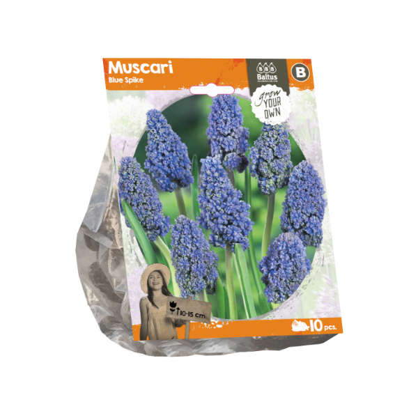 Muscari Blue Spike (Sp) per 10