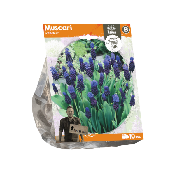 Muscari Latifolium (Sp) per 10