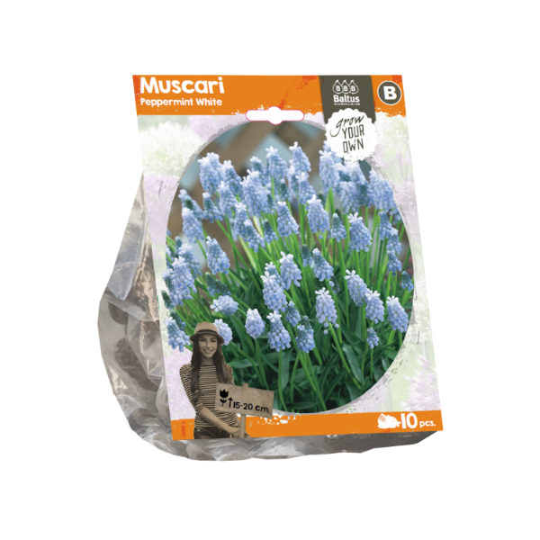 Muscari Peppermint (Sp) per 10