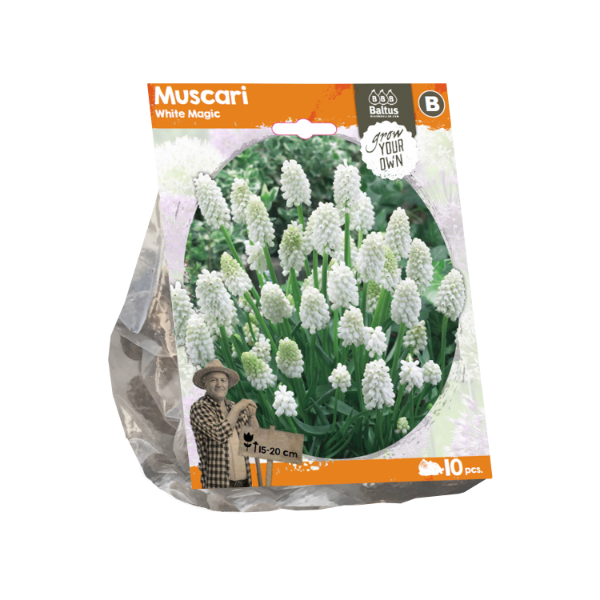 Muscari White Magic (Sp) per 10