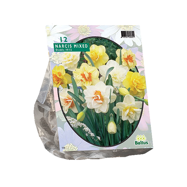 Narcis Dubbel Mix per 12