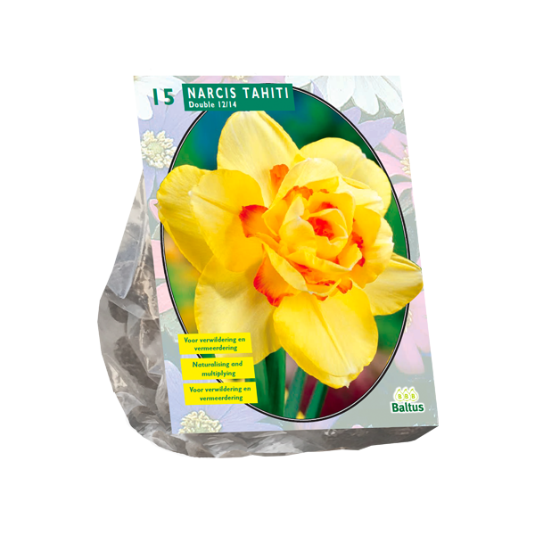 Narcis Dubbel Tahiti per 15