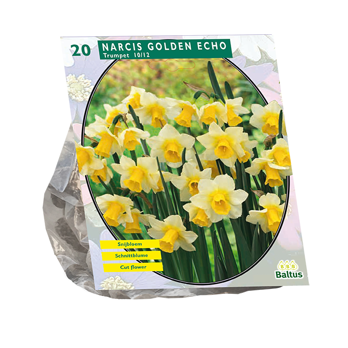 Narcis Golden Echo per 20