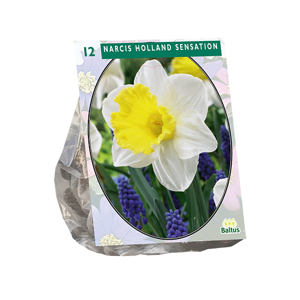 Narcis Holland Sensation per 15