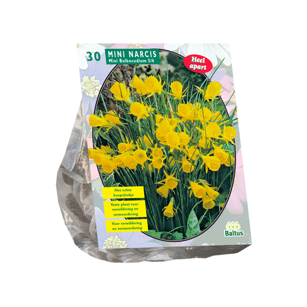 Narcis Mini Bulbocodium per 30