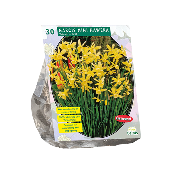 Narcis Mini Hawera per 30