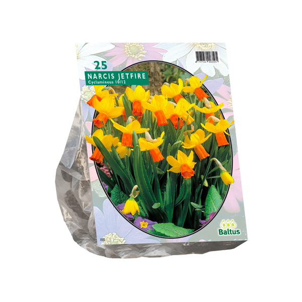 Narcis Mini Jetfire, Geel Oranje per 25