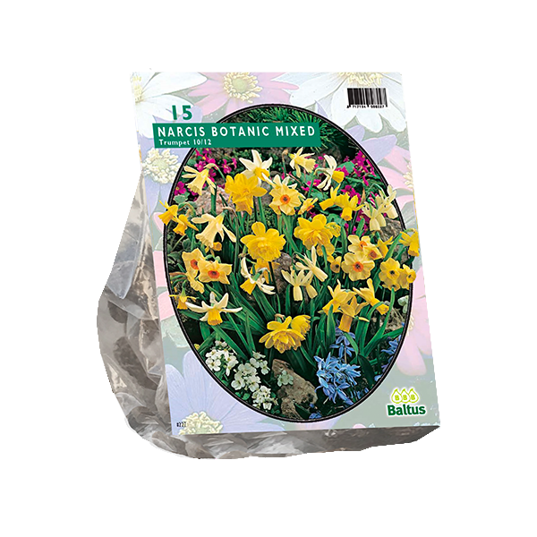 Narcis Mini Mix per 15