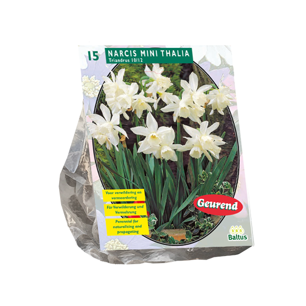 Narcis Mini Thalia per 15