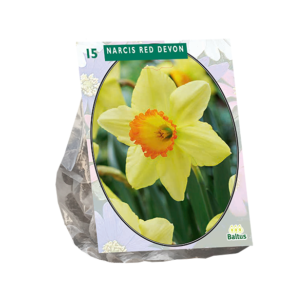 Narcis Red Devon per 15