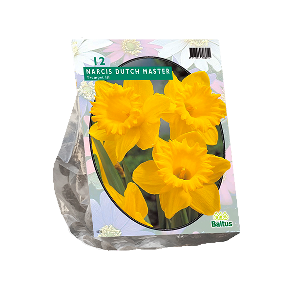 Narcis Trompet, Geel per 12