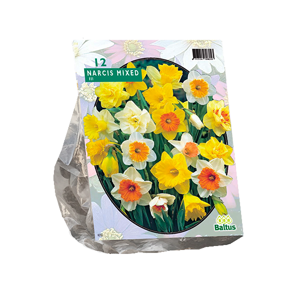 Narcis Trompet, Mix per 12