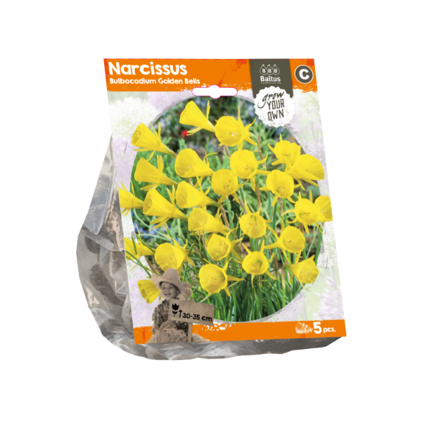 Narcissus Bulbocodium Golden Bells (Sp) per 5