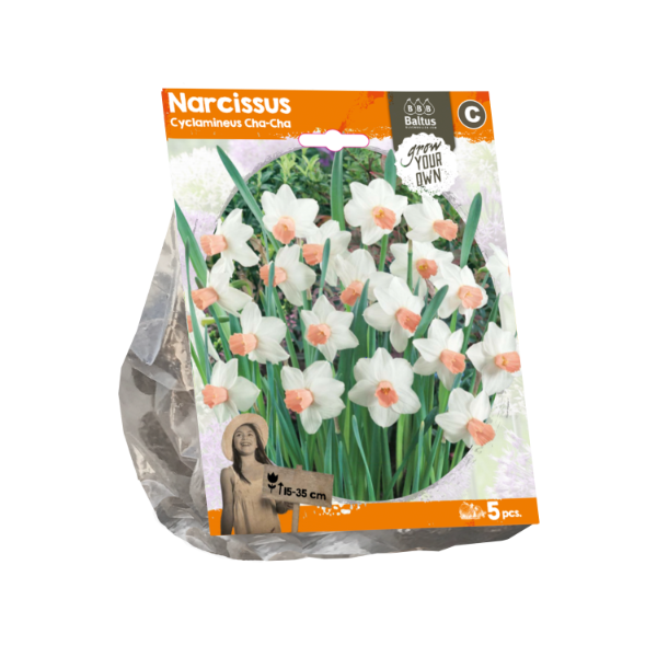 Narcissus Cyclamineus Cha-Cha (Sp) per 5