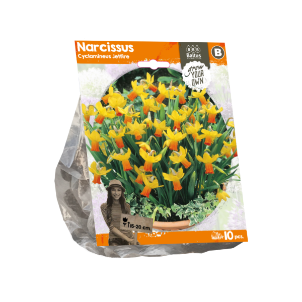 Narcissus Cyclamineus Jetfire (Sp) per 10