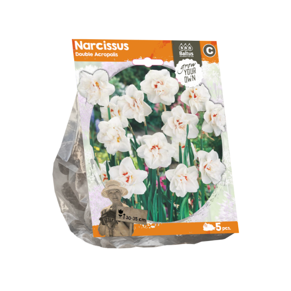 Narcissus Double Acropolis (Sp) per 5