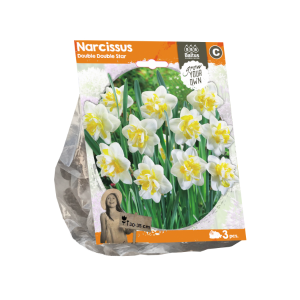 Narcissus Double Double Star (Sp) per 3