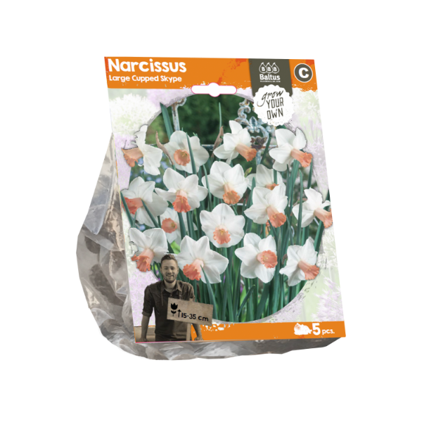 Narcissus Large Cupped Skype (Sp) per 5