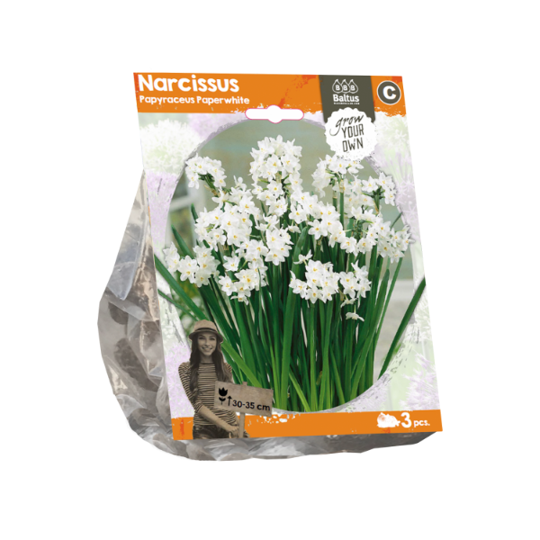 Narcissus Papyraceus Paperwhite (Sp) per 3