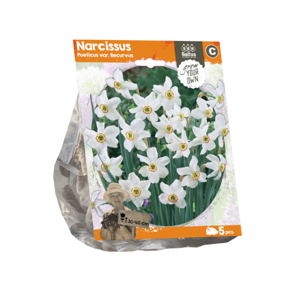 Narcissus Split-Corona Cassata (Sp) per 5