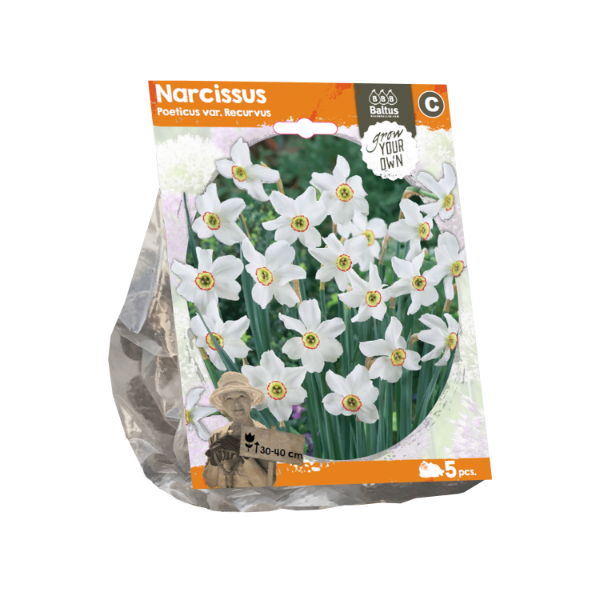 Narcissus Poeticus var. Recurvus (Sp) per 5