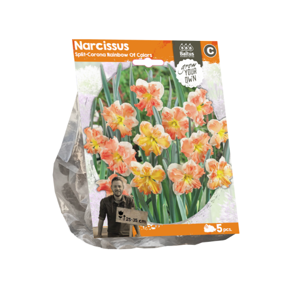 Narcissus Split-Corona Rainbow Of Colors® (Sp) per 5