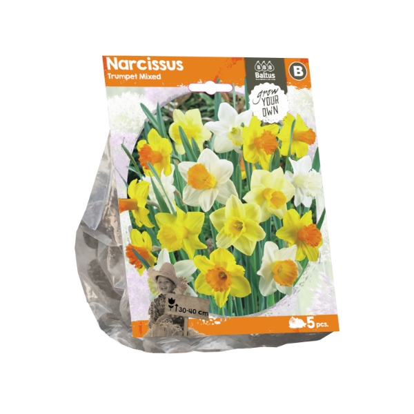 Narcissus Trumpet Mixed (Sp) per 5