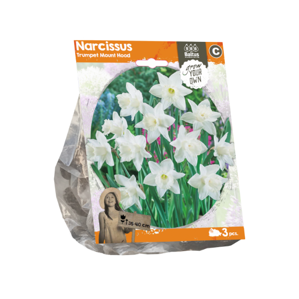 Narcissus Trumpet Mount Hood (Sp) per 3