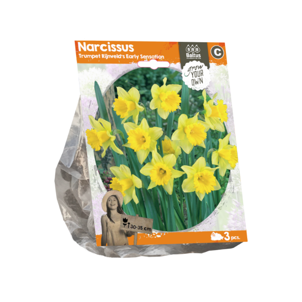 Narcissus Trumpet Rijnveld s Early Sensation (Sp) per 3