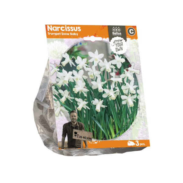 Narcissus Trumpet Snow Baby (Sp) per 3