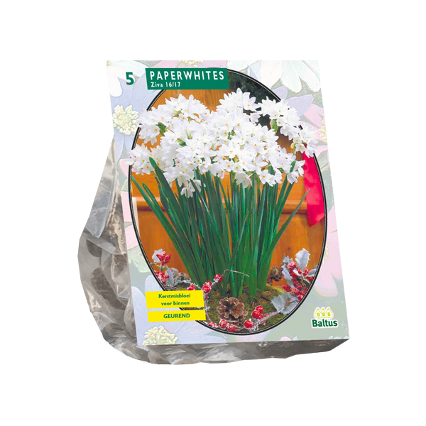 Narcissus Paperwhite Ziva per 5