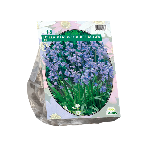 Scilla Hispanica, Blauw per 15