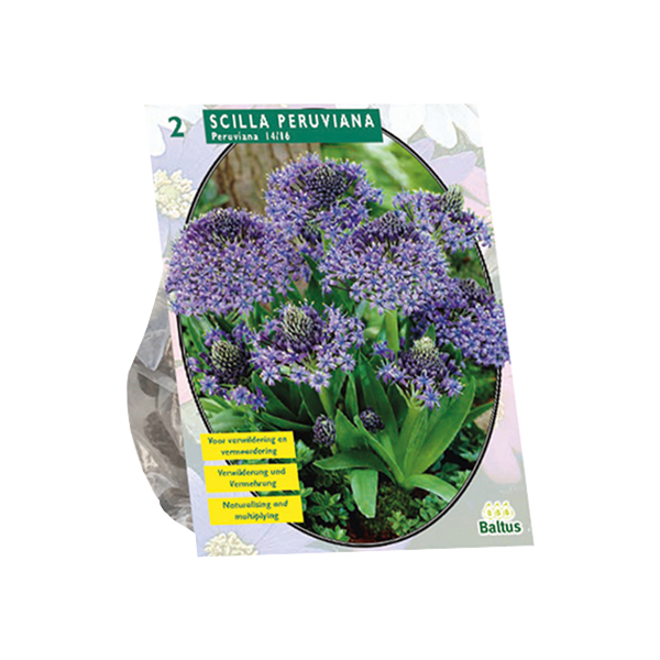 Scilla Peruviana per 2