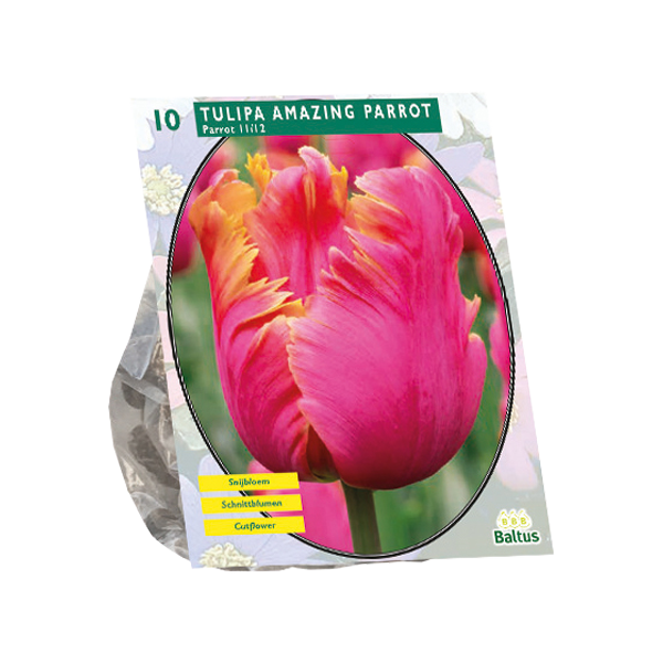 Tulipa Amazing Parrot, Parkiet per 10