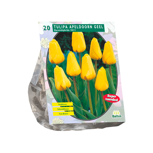 Tulipa Apeldoorn Geel, Darwin per 20