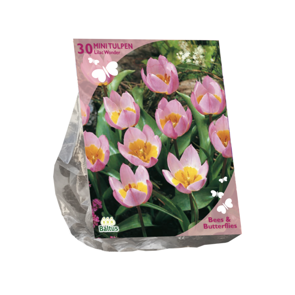 Tulipa Bakari Lilac Wonder per 30