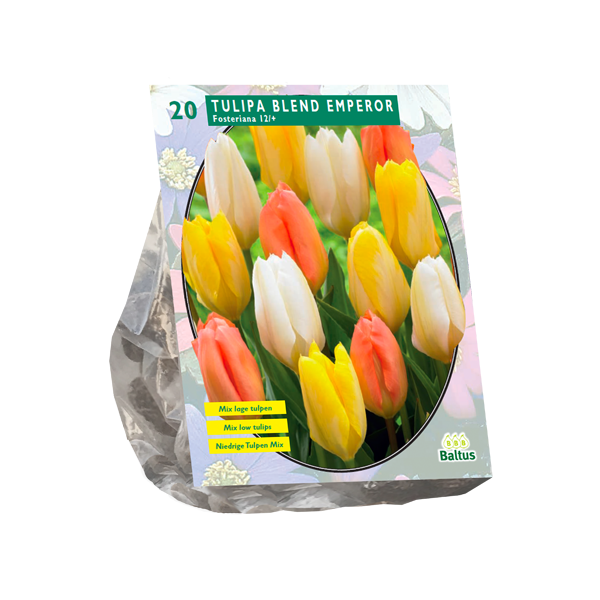 Tulipa Blend Emperor per 20