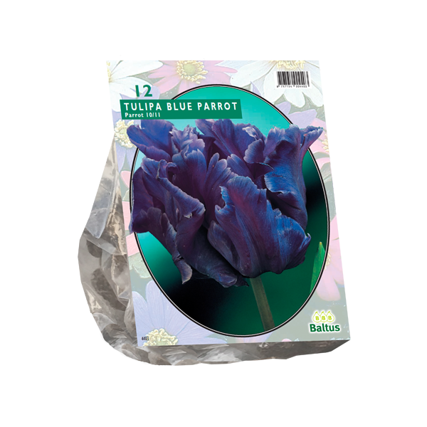 Tulipa Blue Parrot, Parkiet per 12