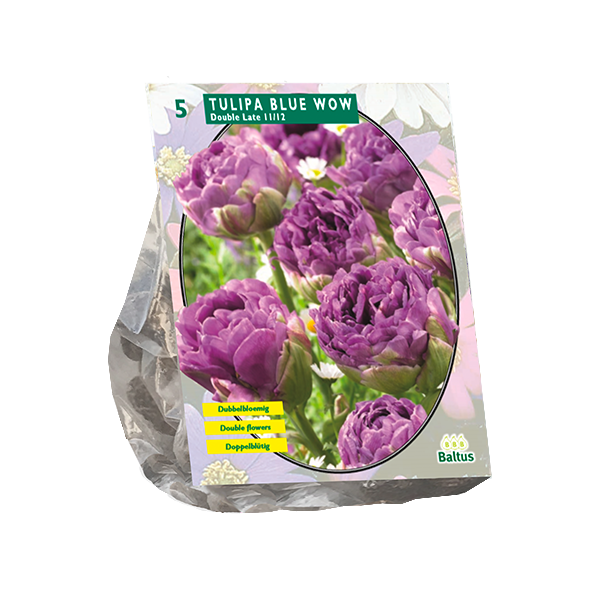 Tulipa Blue Wow per 5