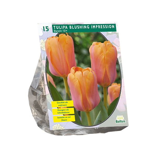 Tulipa Blushing Impression, Darwin per 15