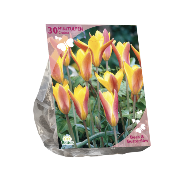 Tulipa Clusiana var. Chrysantha per 30