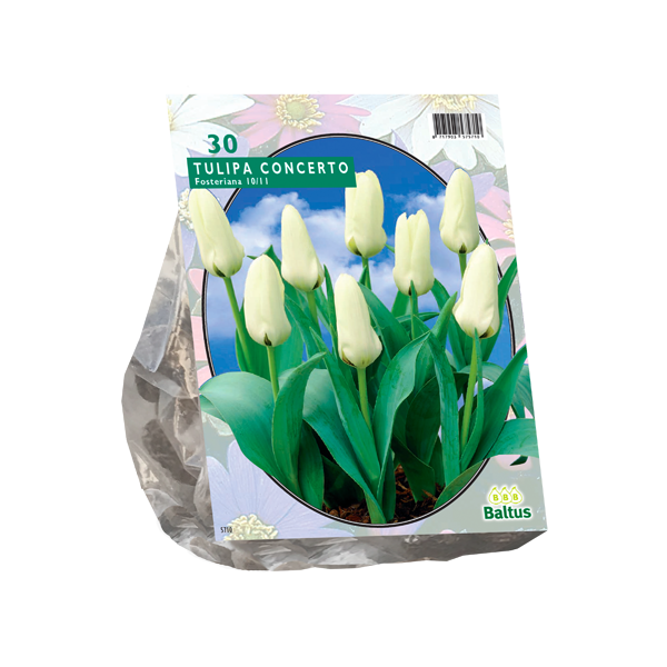 Tulipa Concerto, Fosteriana per 30