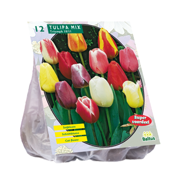 Tulipa Darwin Mix per 12
