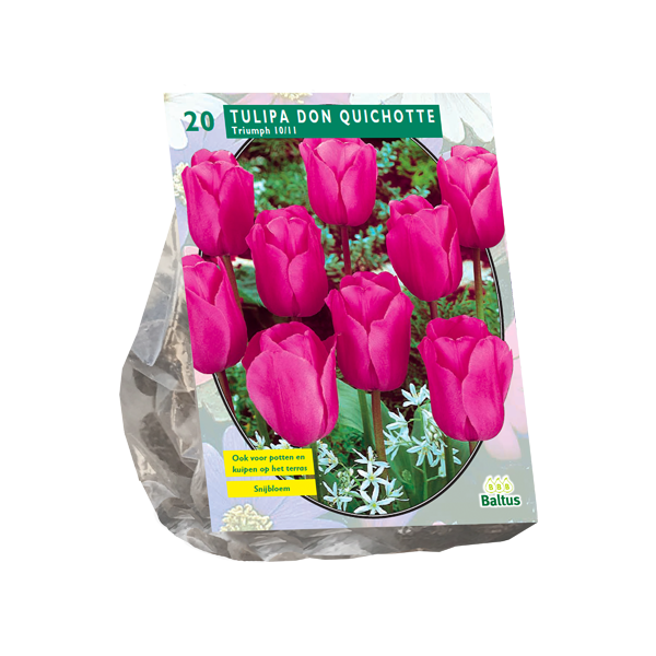 Tulipa Don Quichotte, Triumph per 20