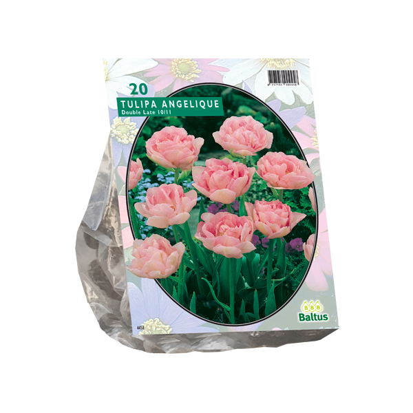 Tulipa Dubbel Laat Angelique per 20