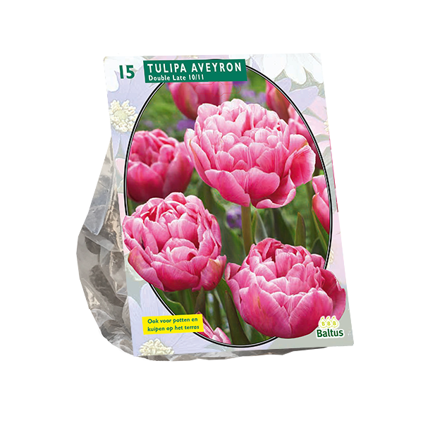 Tulipa Dubbel Laat Aveyron per 15